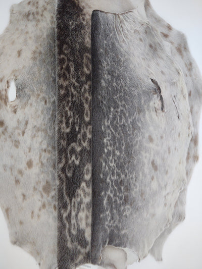 Ringed Seal (Ringsæl) Natural - Dressed Fur Skin - Fur | STAMPE PELS