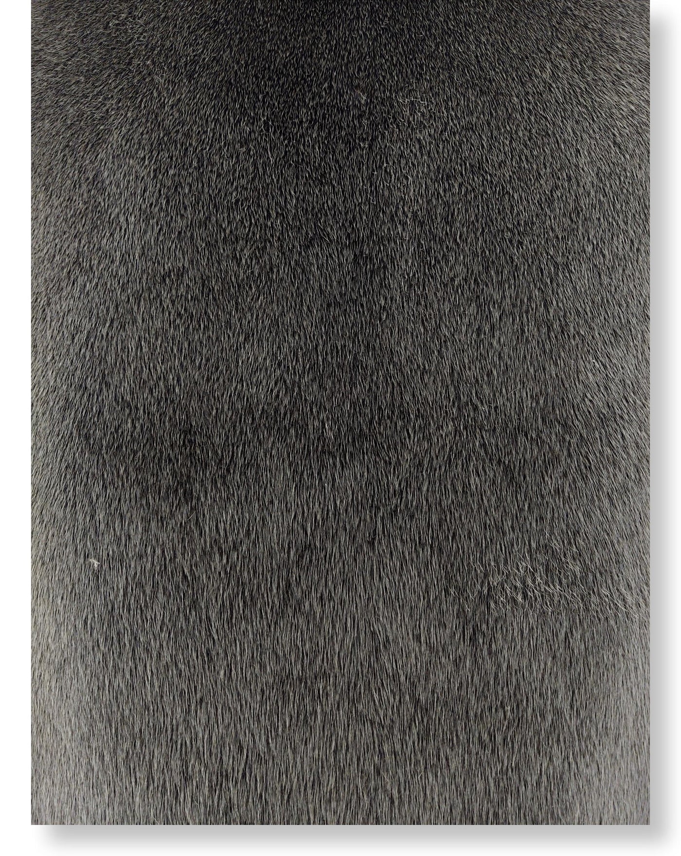 Seal Blueback Grey - Dressed Fur Skin - Fur