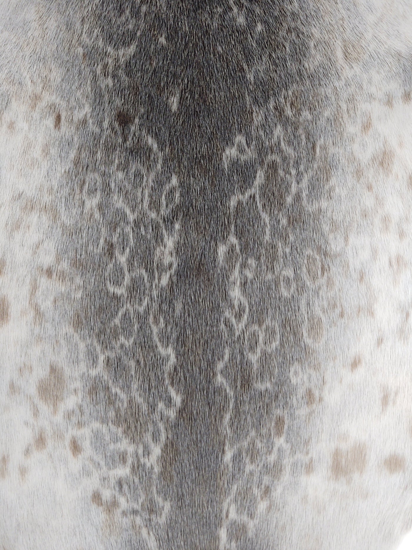 Ringed Seal (Ringsæl) Natural - Dressed Fur Skin - Fur | STAMPE PELS