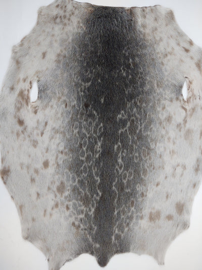 Ringed Seal (Ringsæl) Natural - Dressed Fur Skin - Fur | STAMPE PELS