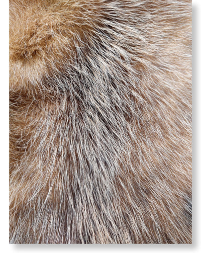Opossum Brown - Dressed Fur Skin - Fur | STAMPE PELS